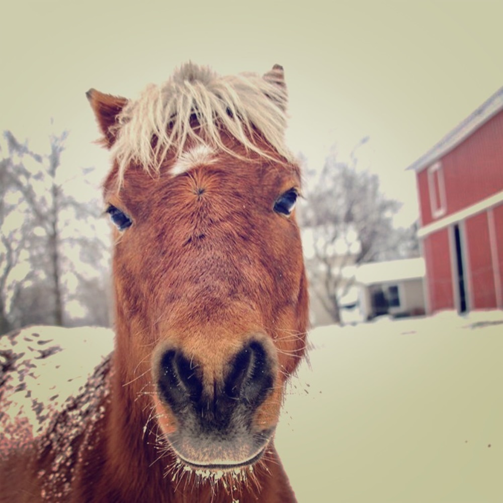 Stay tuned! More horsey stuff coming soon! 🐴